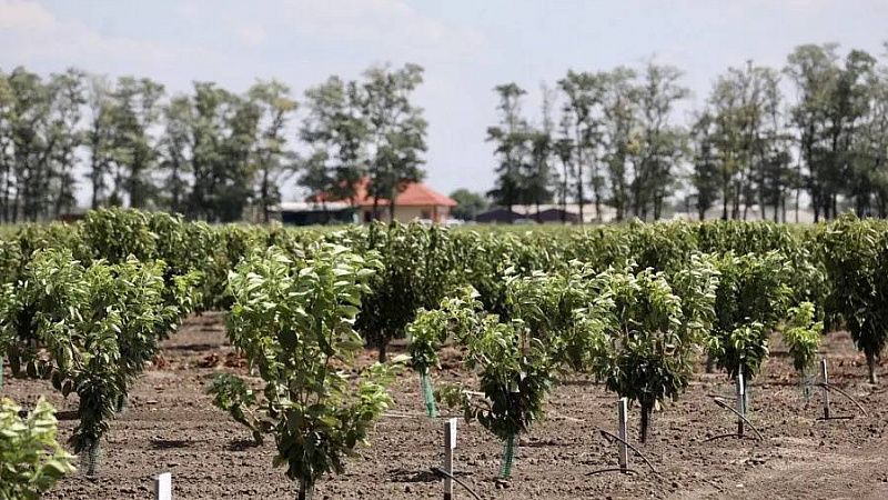 Губернатор Кубани: почти тысячу гектаров молодых садов планируем заложить этой осенью