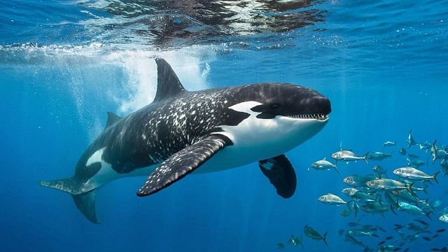 Стая косаток жестоко атаковала яхту и вывела её из строя у берегов Португалии