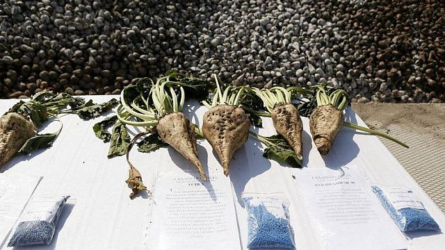 На Кубани начали сеять сахарную свеклу. Фото: пресс-служба администрации Краснодарского края