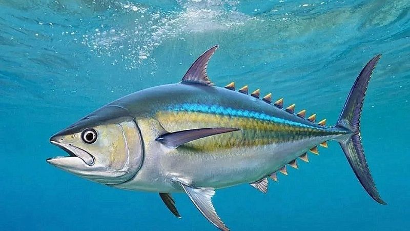 Рыбак выловил пугающую крокодилов рыбу в реке Конго 