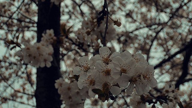 Сакура зацвела в горной части Сочи