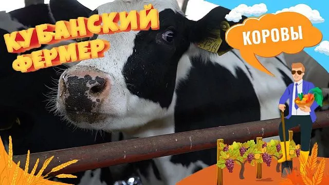 Сельский бизнес в Краснодаре: разведение коров, уход за животными и производство молочной продукции
