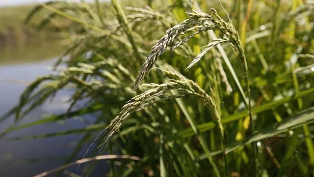 Губернатор Кубани: в этом году рисом засеют около 120 тысяч гектаров полей