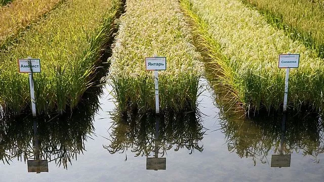 На Кубани аграрии собрали более 140 тысяч тонн риса
