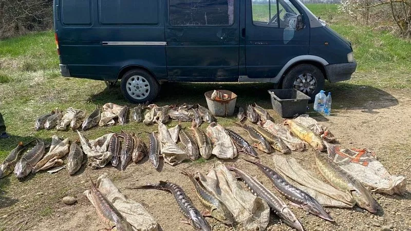 На Кубани браконьеры наловили рыбы на 4 миллиона рублей