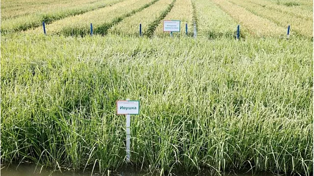 Кубанские аграрии засеяли рисом 90% запланированной площади