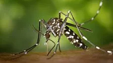 Почему комары любят тебя больше, чем других: эксперт рассказала, как отпугнуть этих насекомых