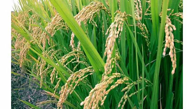Выпуск программы «Экскурсионный Краснодар» расскажет о выращивании риса