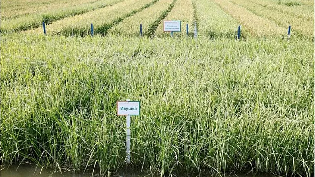 Кубань на четверть увеличила производство риса