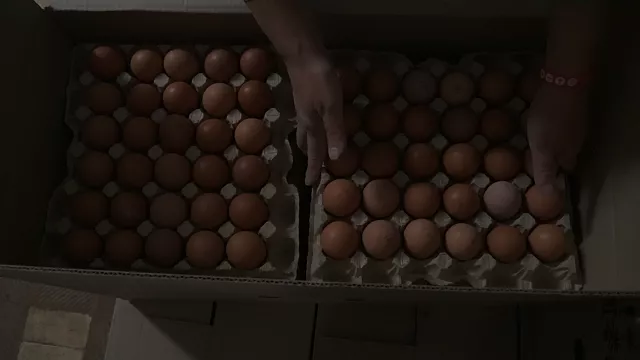 С начала 2023 года Кубань нарастила показатели производства мяса птицы и яиц