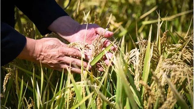 В Краснодарском крае уже собрали 200 тысяч тонн риса