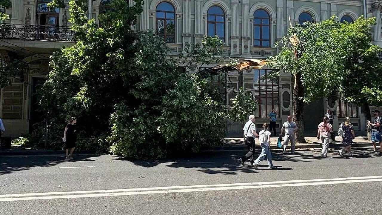В Краснодаре из-за сильного ветра на дороги и тротуары падают деревья