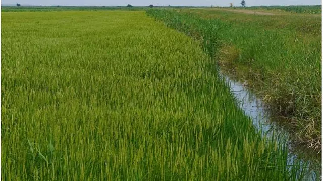 Кубанские аграрии приступили к севу риса