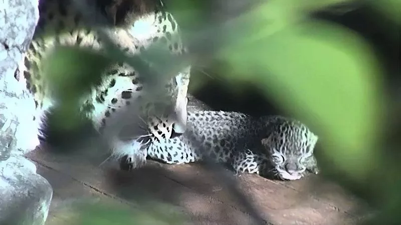 В Сочинском парке трехлапая самка леопарда вновь родила котенка